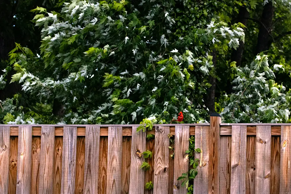 trästaket med buskar bakom som insynsskydd