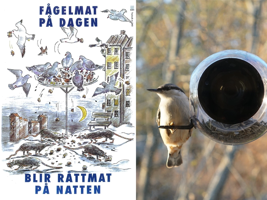 familjebostäder_anslag_fågelmat_råttor_nötväcka.webp