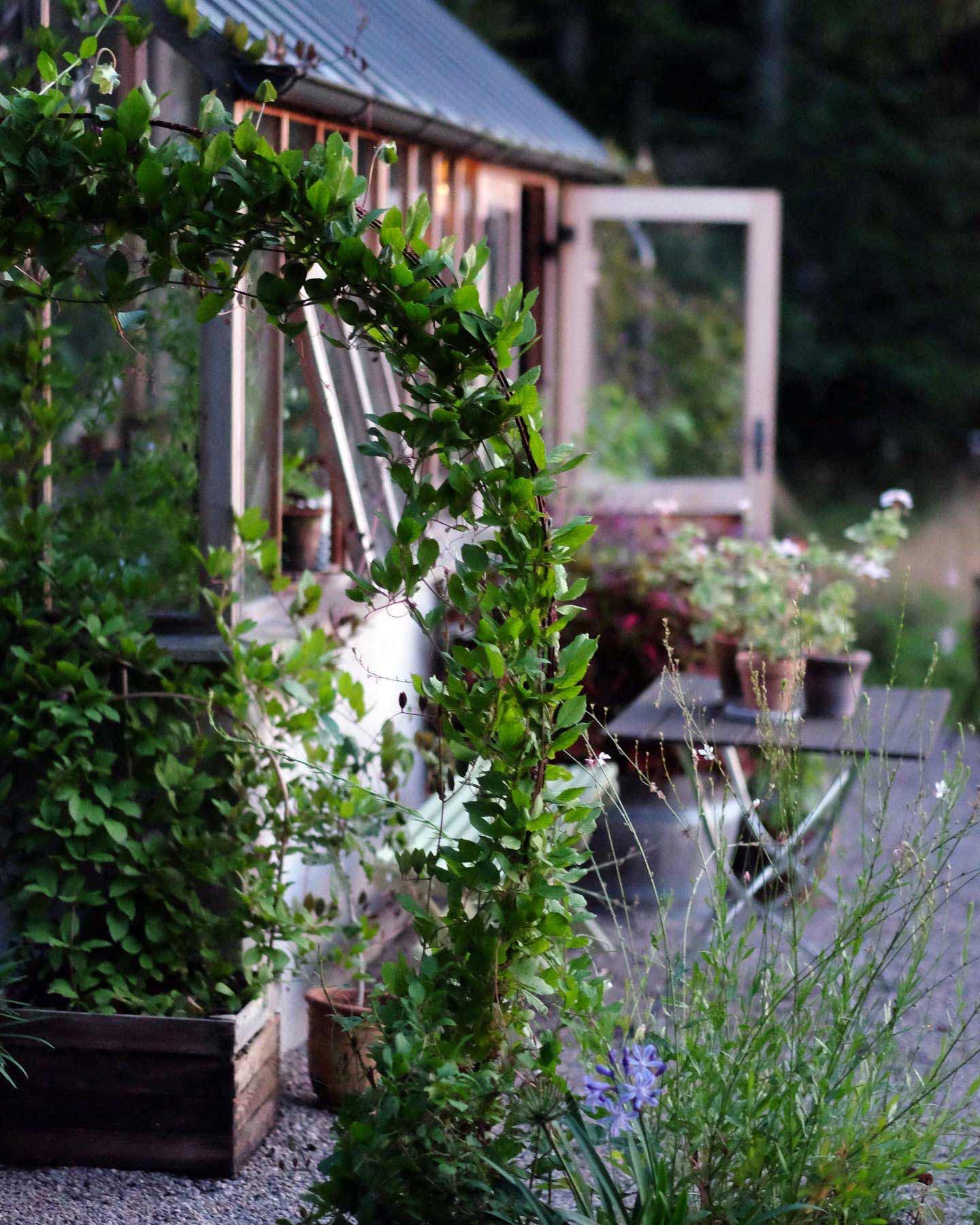 grön plantering, sommar, bostad