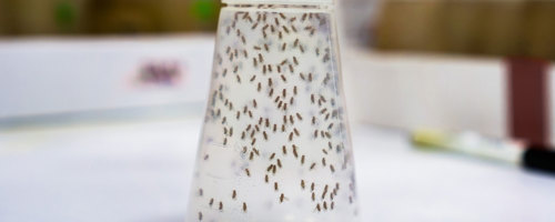 bananflugefälla, fångade bananflugor