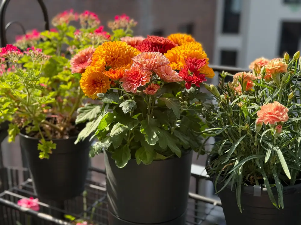 Förvandla balkongen med en genomtänkt blomrabatt - bovision.se