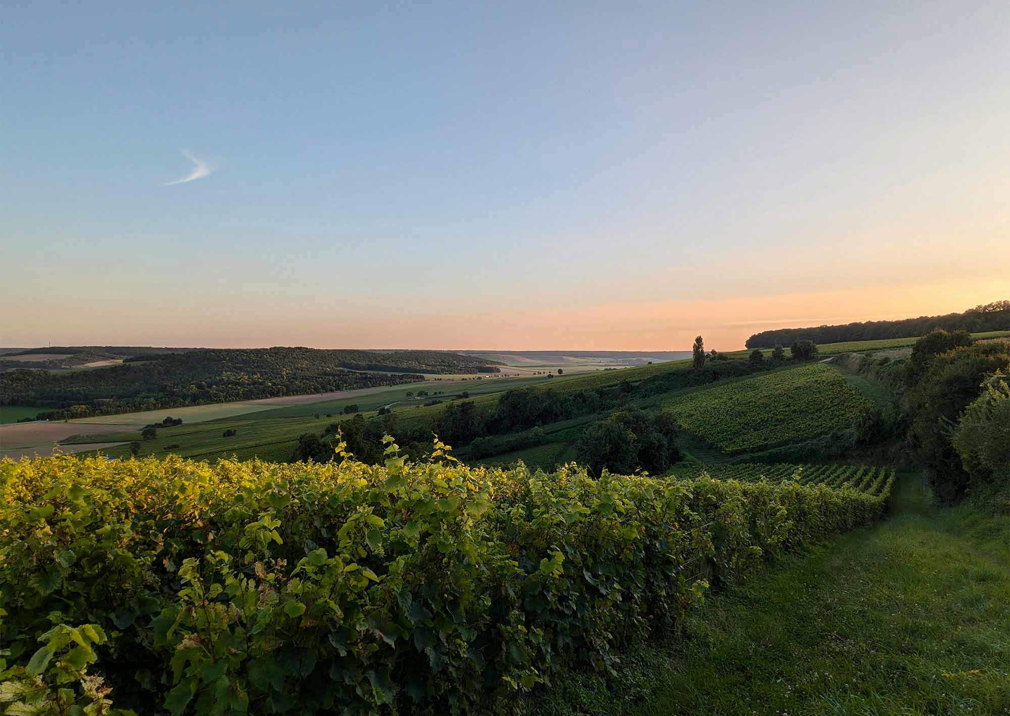 Vinfält i Frankrike