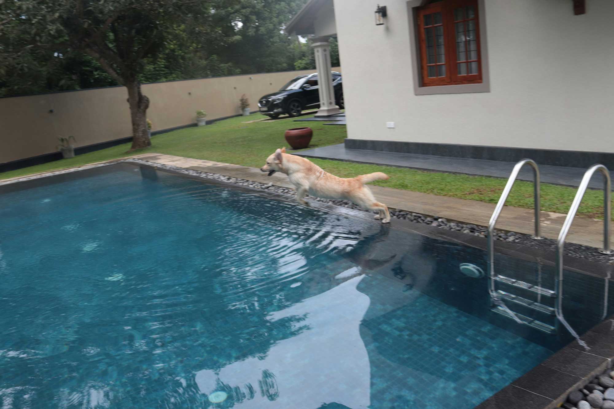 Hund som hoppar i pool