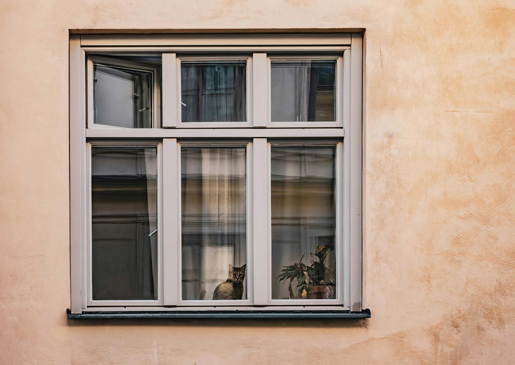 Hus med katt som kollar ut genom huset