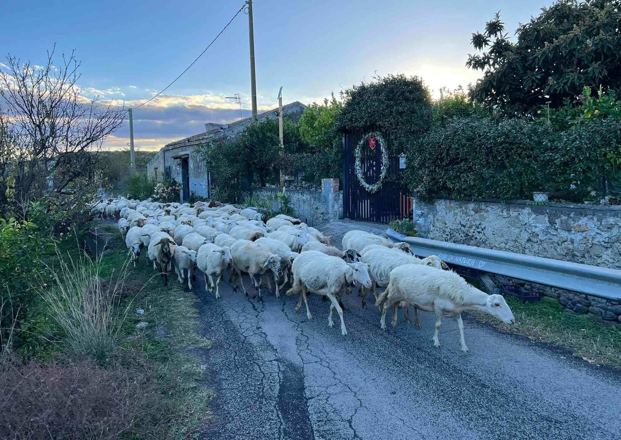 Getter på en gata på Sicilien