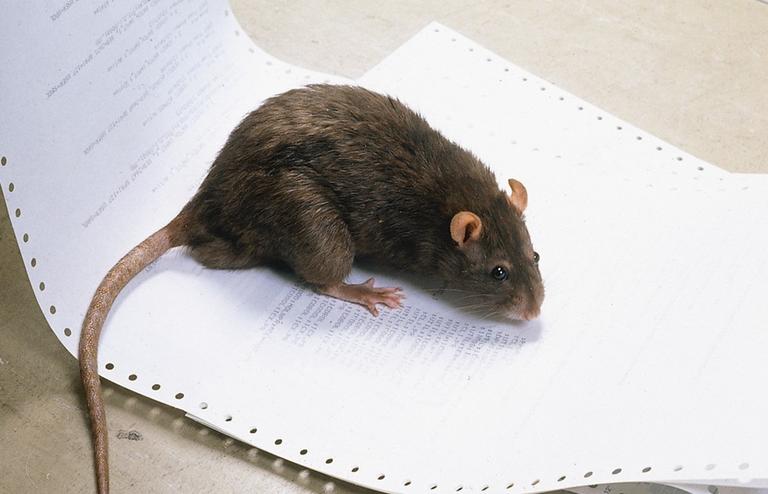 Brunråtta på papper