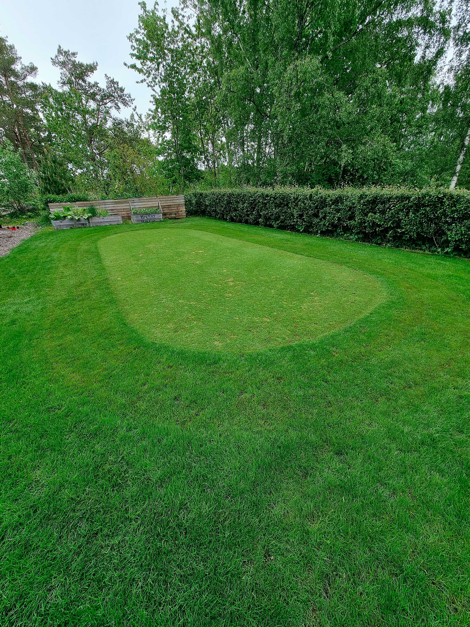 gräsmatta, trädgård, nyklippt