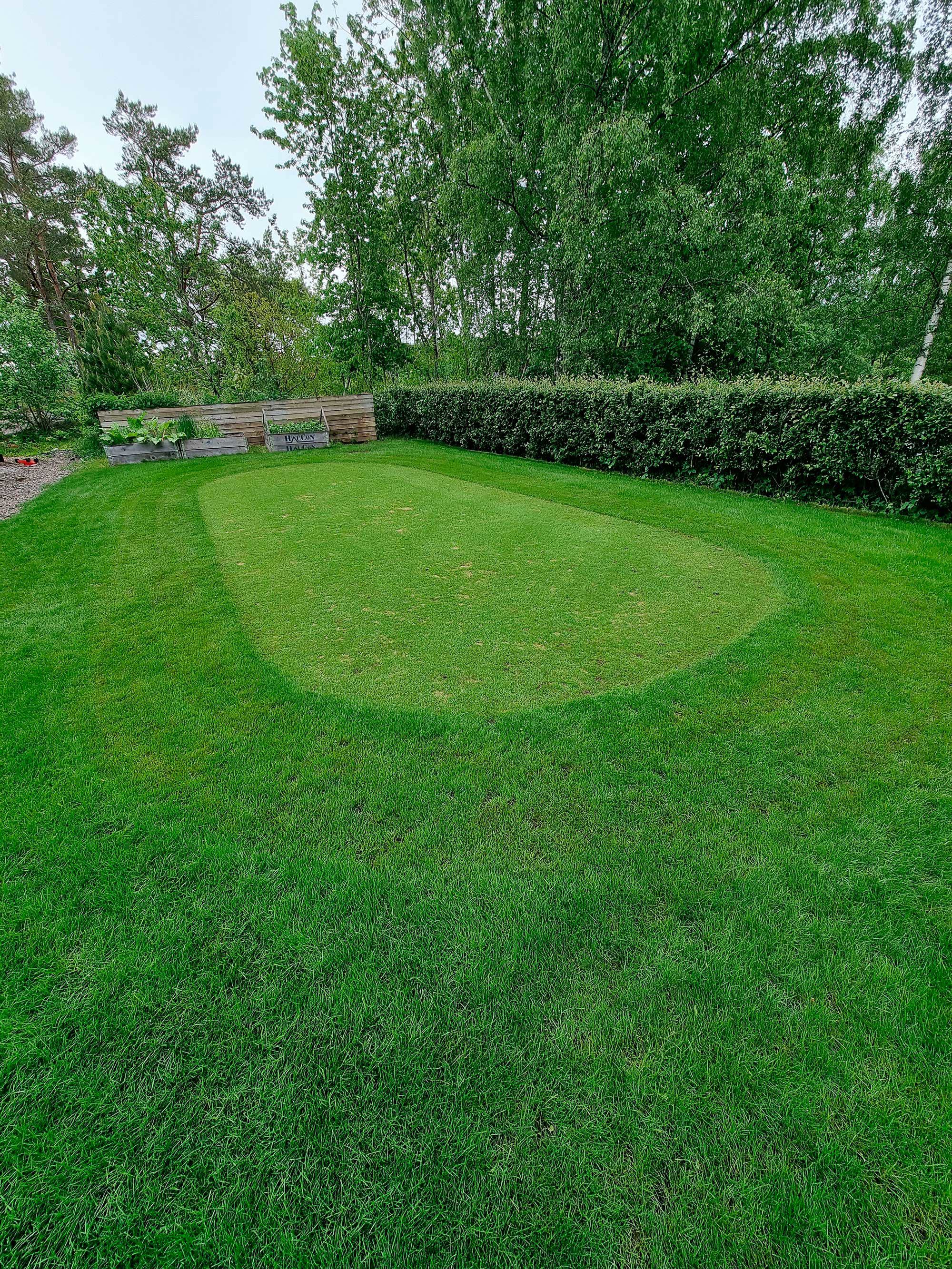 gräsmatta, trädgård, nyklippt