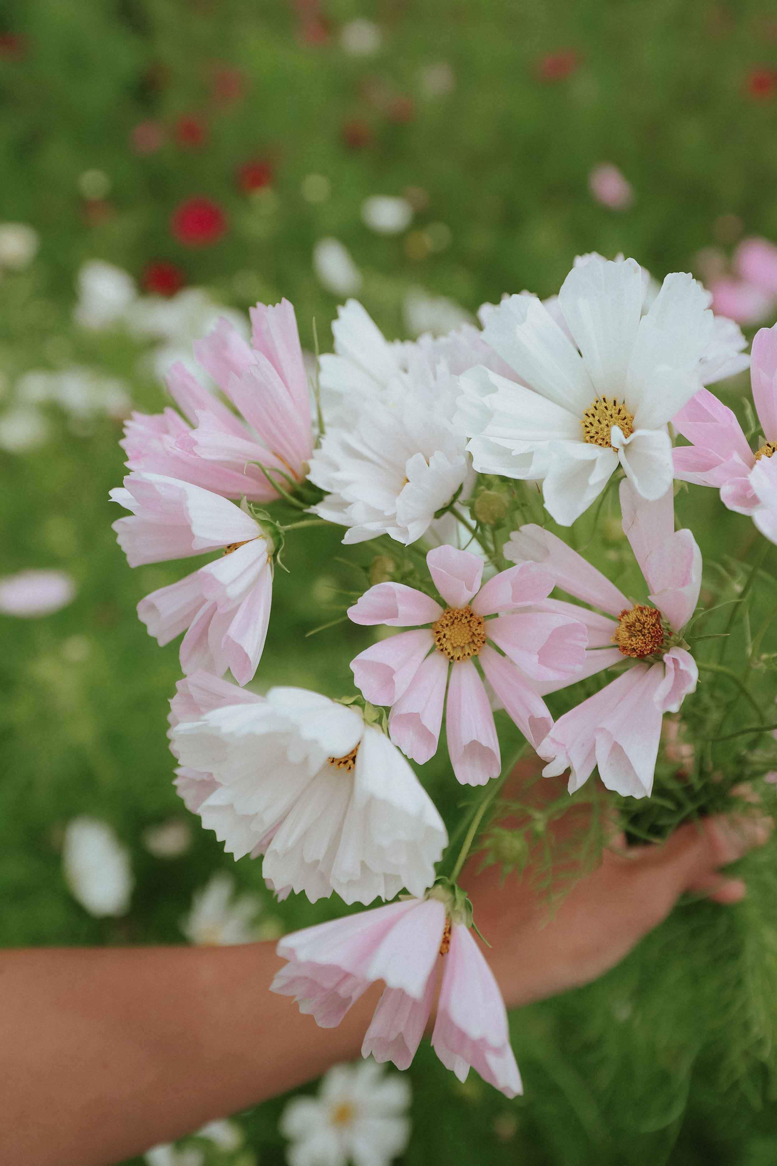 blommor, vitrosa, äng