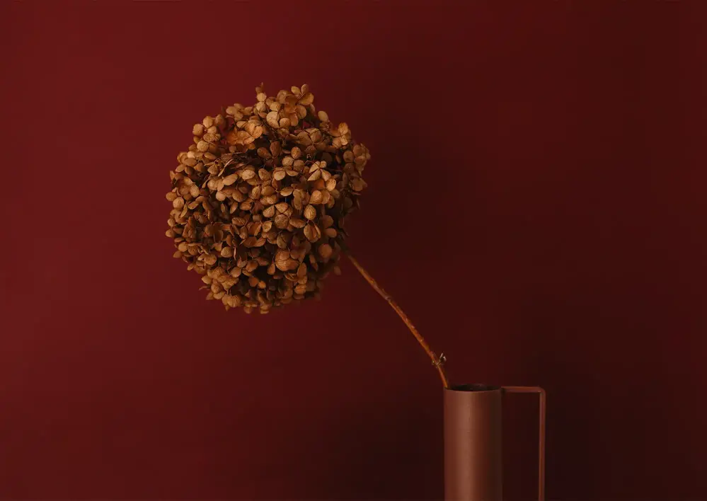 Vinröd vägg med torkad blomma framför