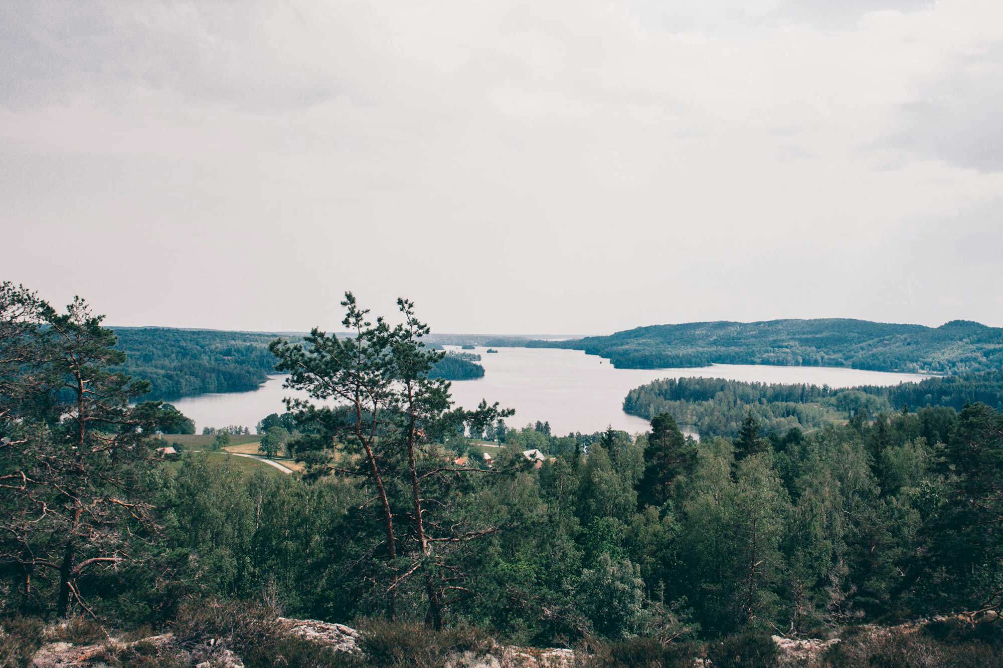 Skogsmiljö i Sverige