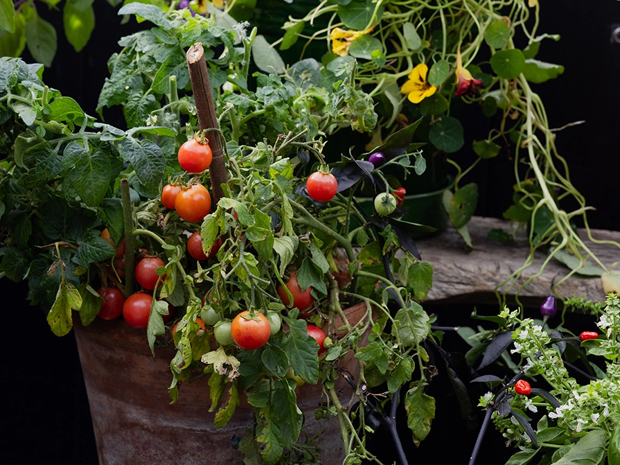 Tomatväxt i kruka på en balkong, växten har många små tomater