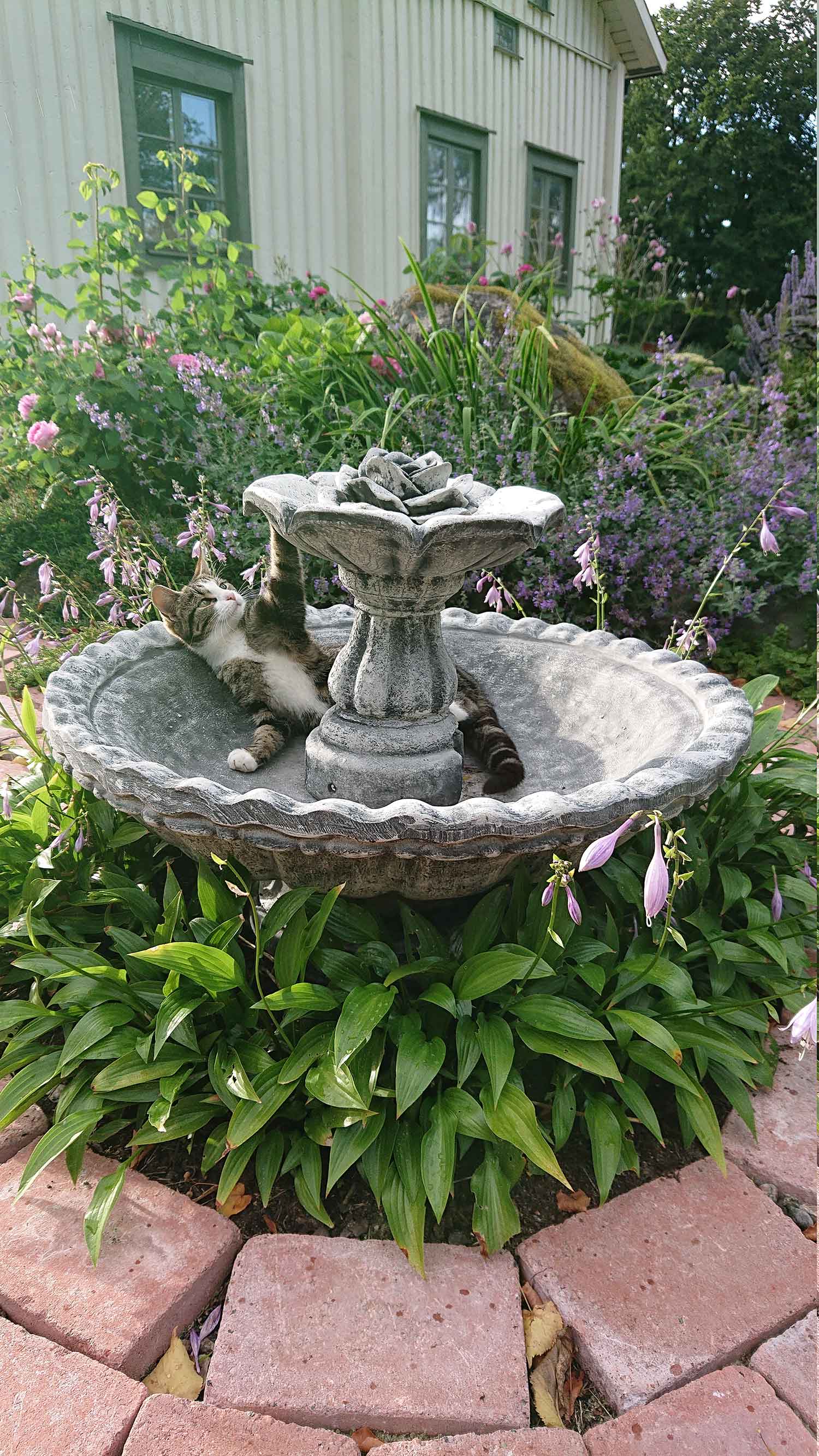 katt i fontän i trädgård