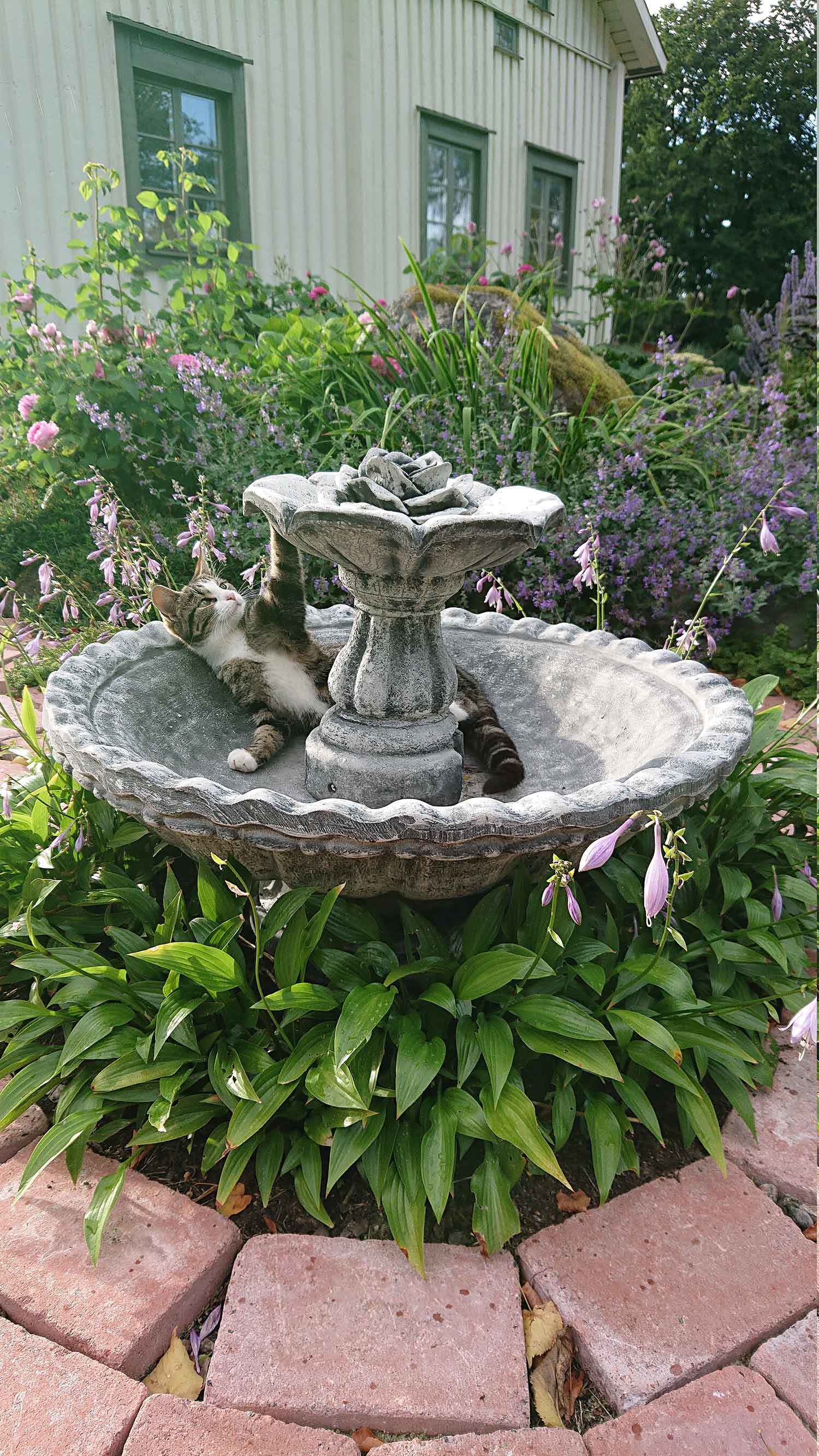 katt i fontän i trädgård