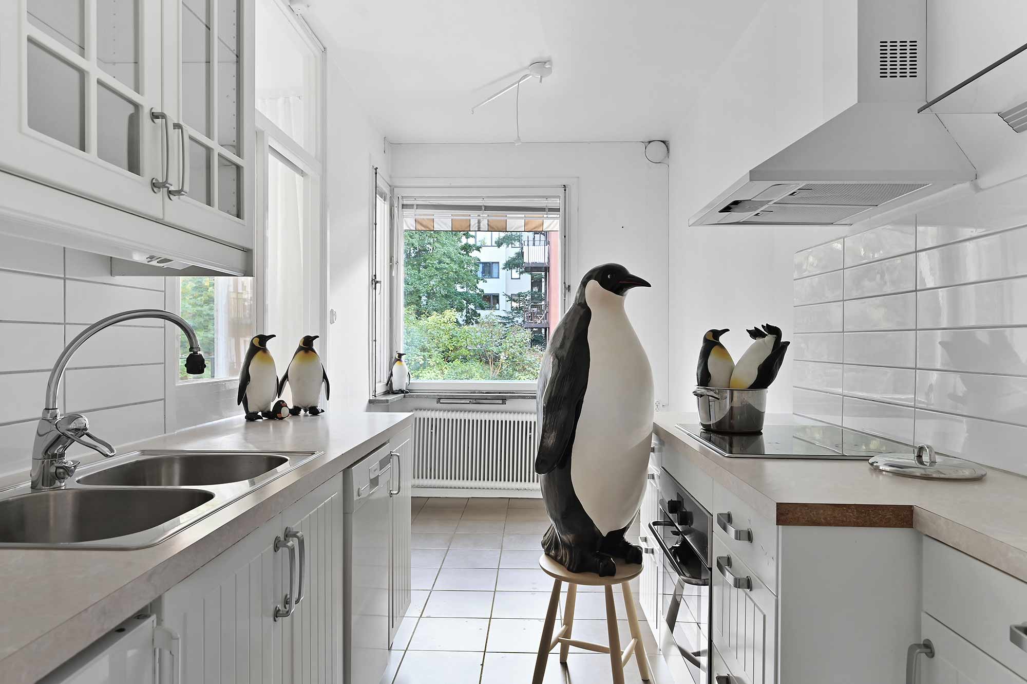 Pingviner i kastrull i lägenhet