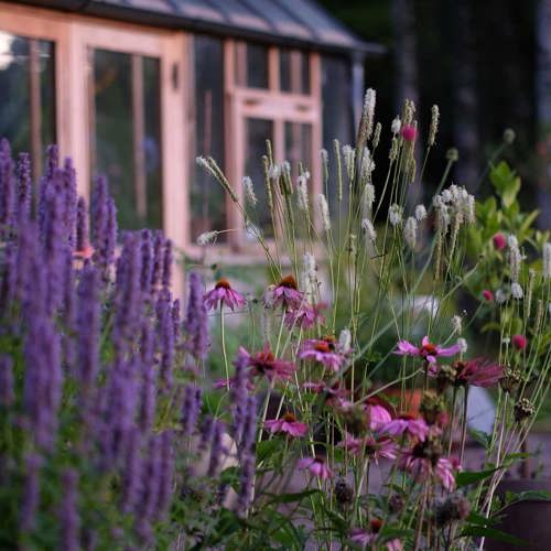 vackra växter på en äng, lila blommor, bostad