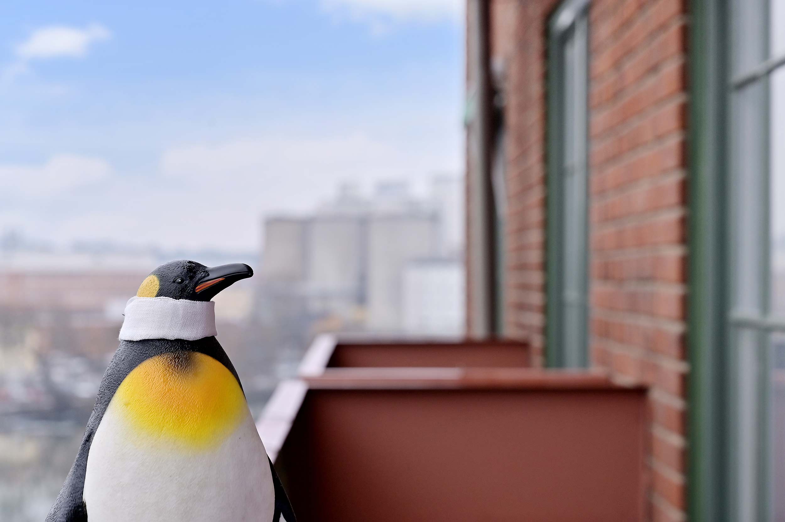 Pingvin på balkong med halskrage