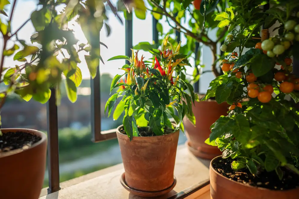 Förvandla balkongen med en genomtänkt blomrabatt - bovision.se
