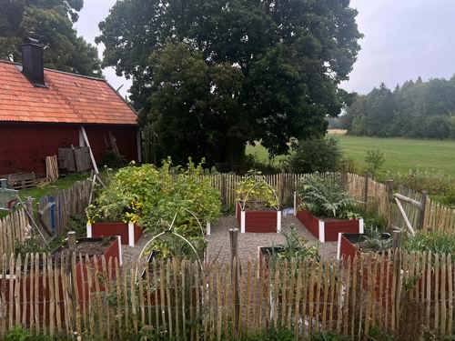 Trädgårdsland med pallkragar