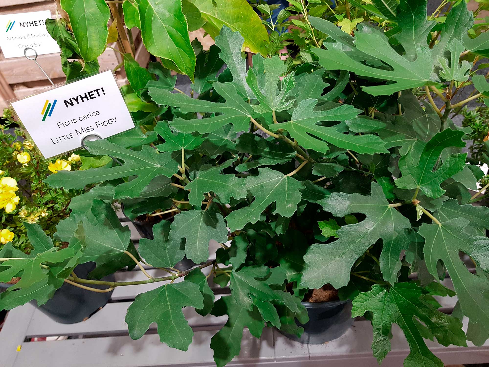 gröna växter i kruka