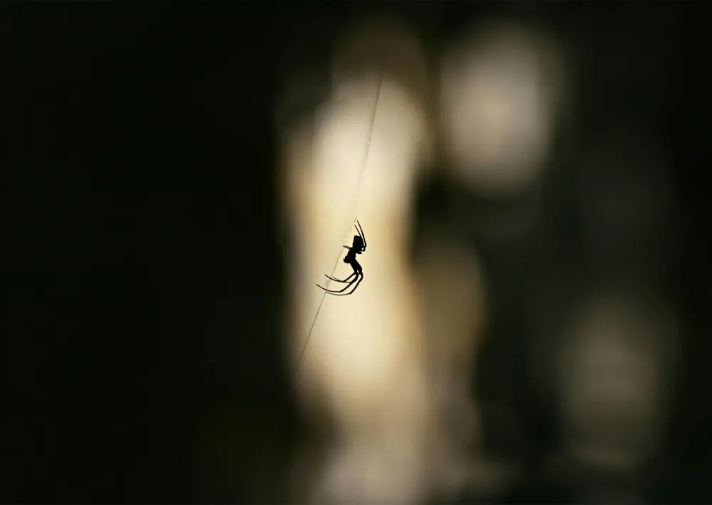 Spindel som klättrar i nät