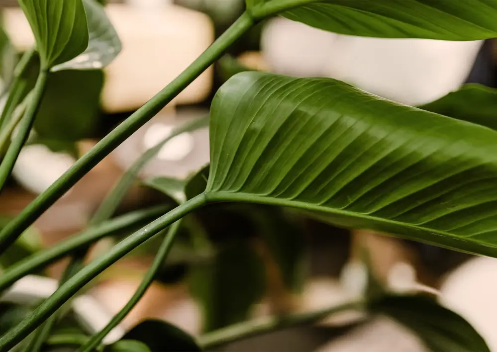 Philodendron närbild