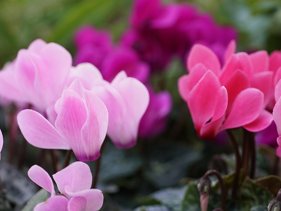 Närbild på flera cyklamen-blommor i rosa nyanser