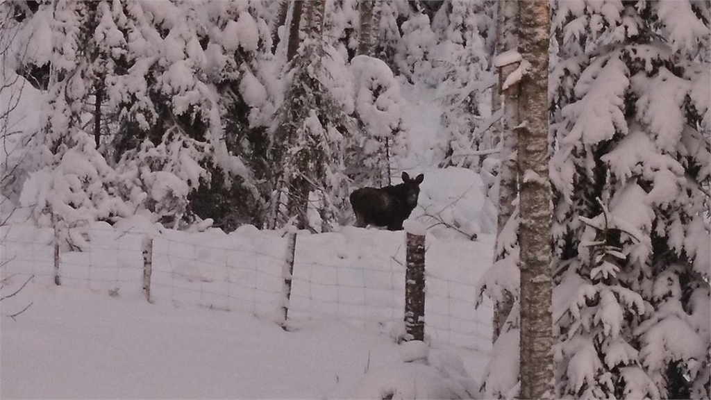 älg i naturen, snö