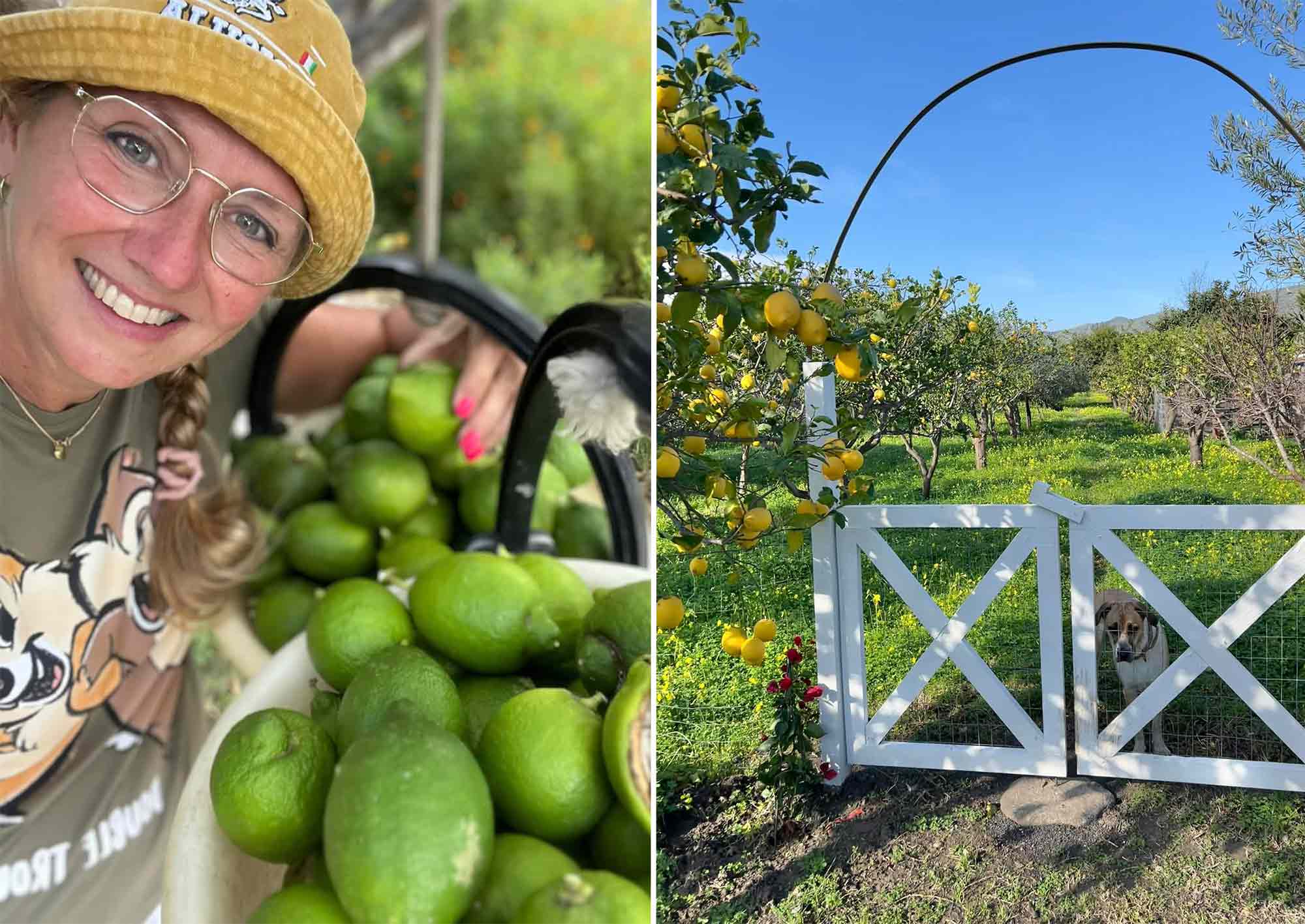 Annette med gröna citroner och citronlund