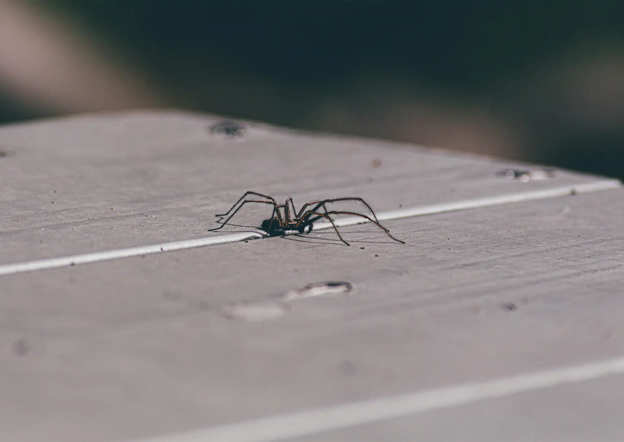 Spindel som kryper på golv