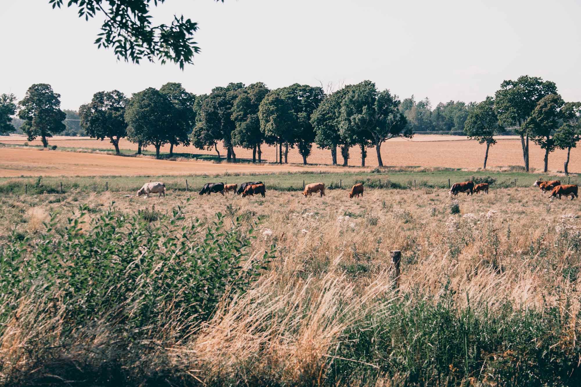 Bild på kor som betar på en äng på landet