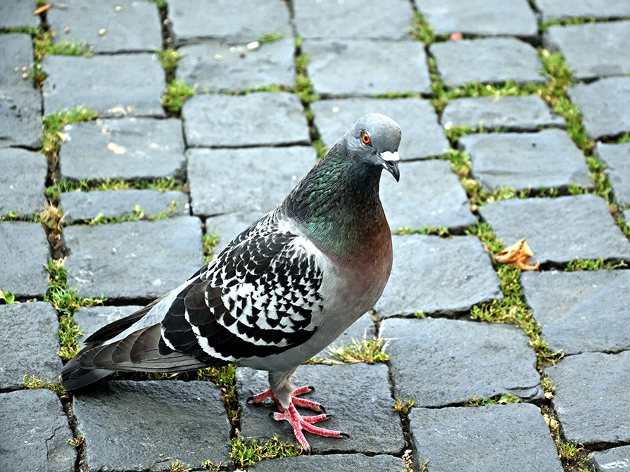 Stadsduva sitter på kullersten