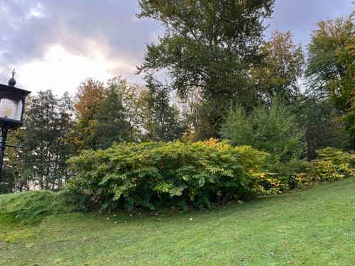 Bekämpa parkslide buskage