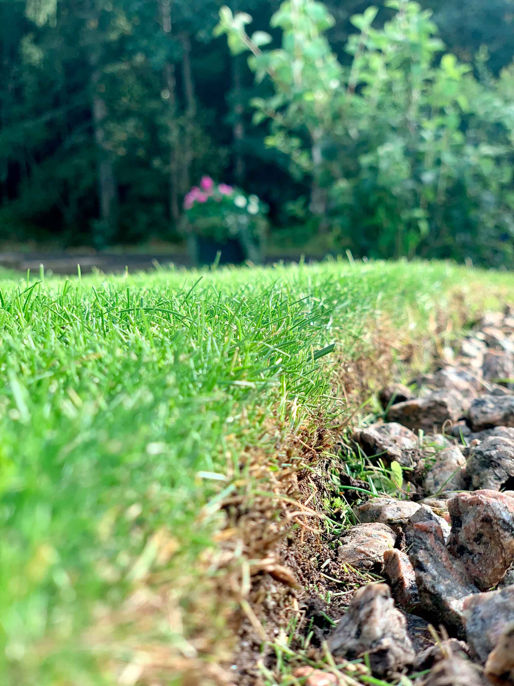 gräsmatta, trädgård