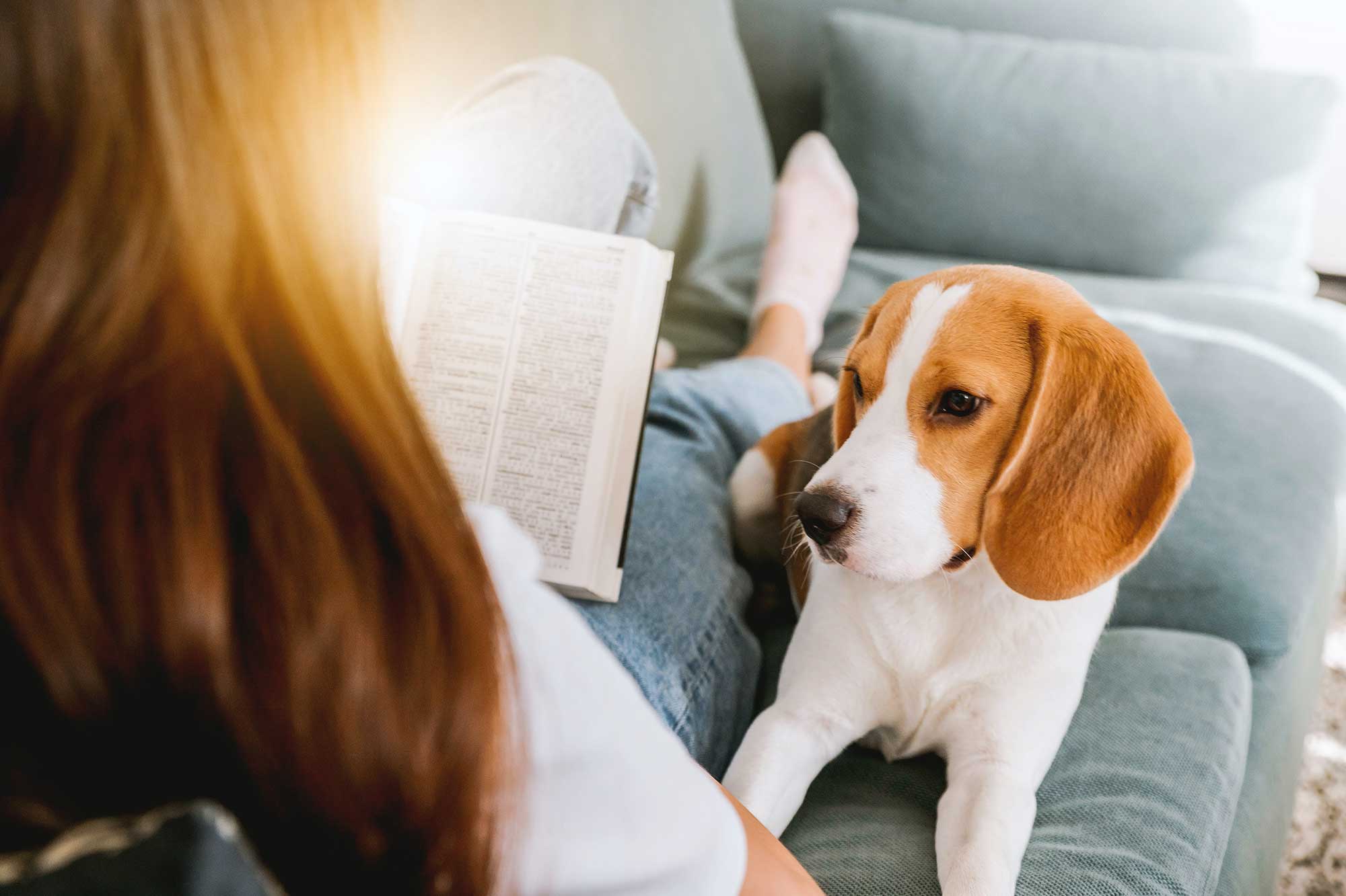 hund i soffan, tjej som läser en bok
