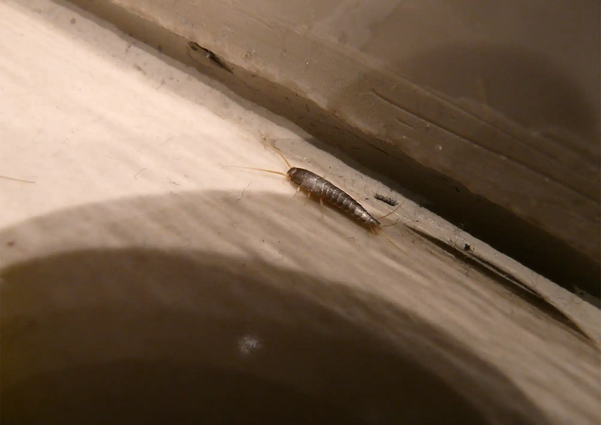 Silverfisk på golv