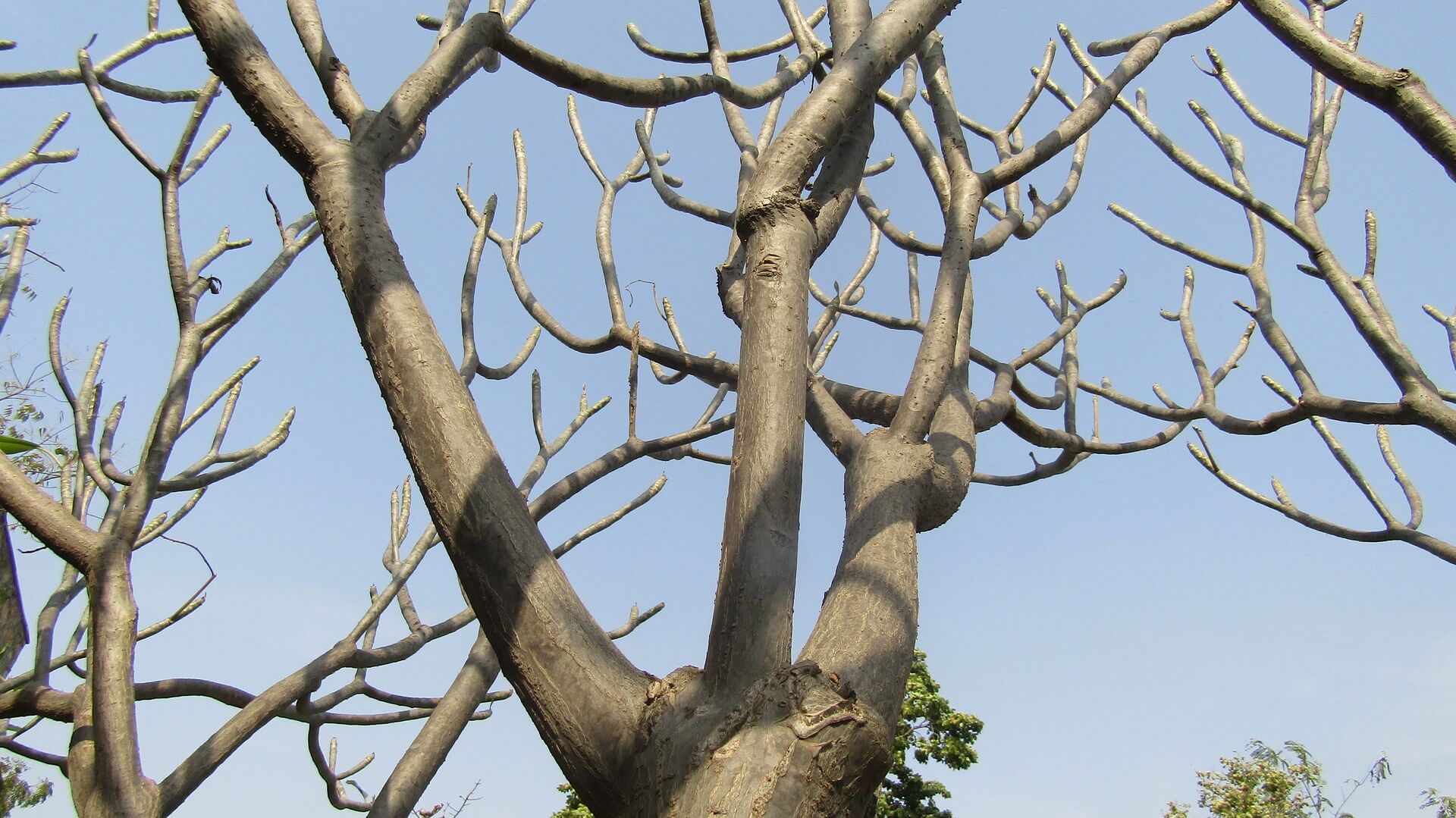 kala-grenar-på-träd