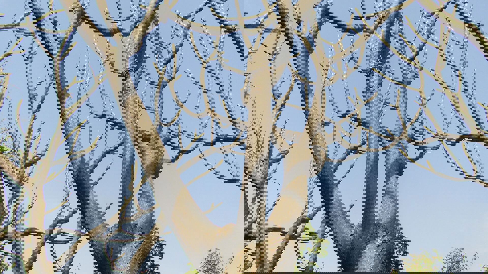 kala-grenar-på-träd