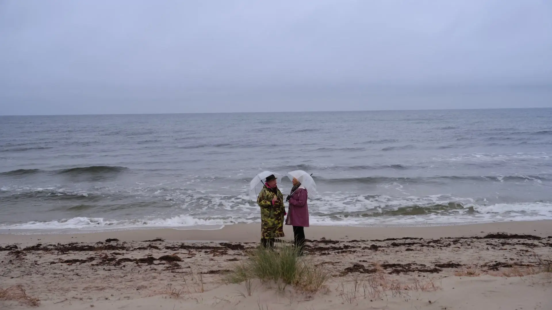 Husdro_mmar-Foto-SVT