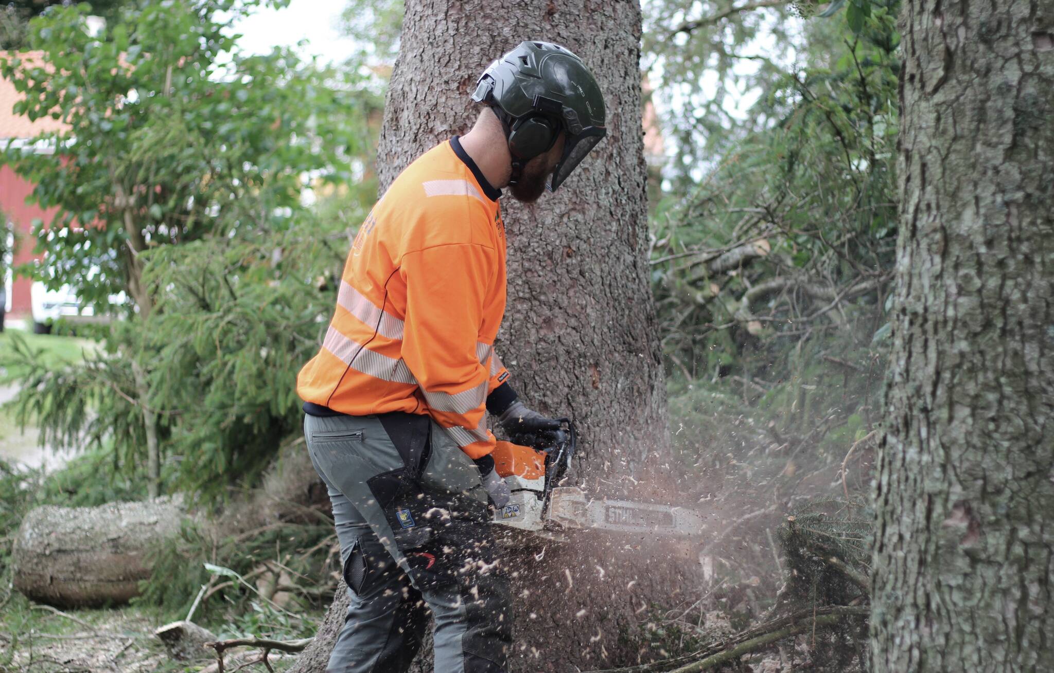 En man som sågar ner ett träd med motorsåg